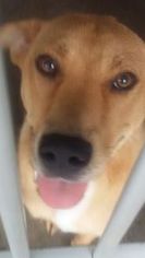 Golden Labrador Dogs for adoption in Washington, DC, USA