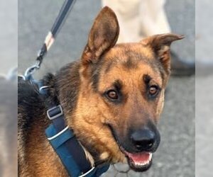 German Shepherd Dog Dogs for adoption in Cupertino, CA, USA