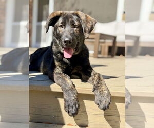 German Shepherd Dog-Unknown Mix Dogs for adoption in Brewster, NY, USA