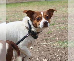 Chihuahua-Unknown Mix Dogs for adoption in San Antonio, TX, USA