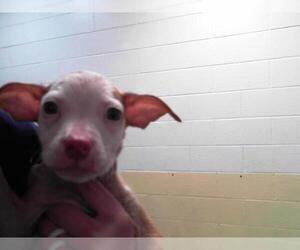 American Pit Bull Terrier-Unknown Mix Dogs for adoption in Tulsa, OK, USA