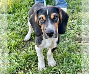 Bagle Hound Dogs for adoption in Batavia, OH, USA