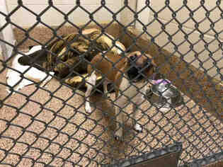 Italian Greyhuahua Dogs for adoption in Springfield, MA, USA