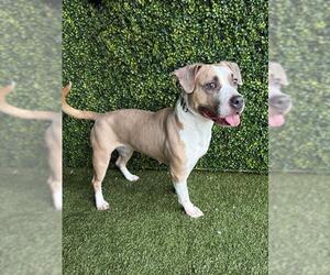 Staffordshire Bull Terrier-Unknown Mix Dogs for adoption in Naples, FL, USA