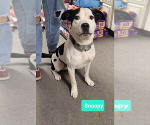 Mutt Dogs for adoption in Richmond, IN, USA