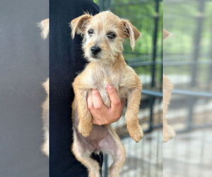 Mutt Dogs for adoption in Oak Bluffs, MA, USA
