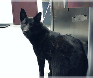 German Shepherd Dog Dogs for adoption in Fayetteville, NC, USA