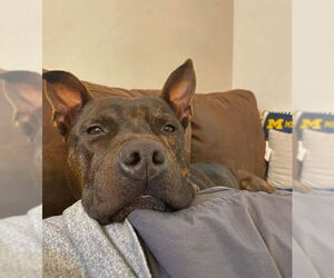 Staffordshire Bull Terrier-Unknown Mix Dogs for adoption in columbia, SC, USA