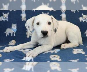 Borador Dogs for adoption in Morton Grove, IL, USA