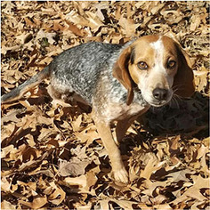 Medium Photo #1 Beagle-Unknown Mix Puppy For Sale in Shreveport, LA, USA