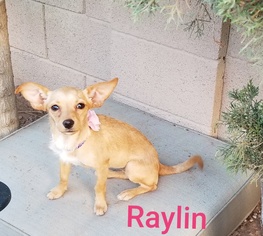 Chihuahua-Unknown Mix Dogs for adoption in Apache Junction, AZ, USA