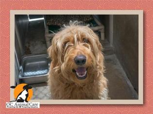 Goldendoodle Dogs for adoption in Orange, CA, USA