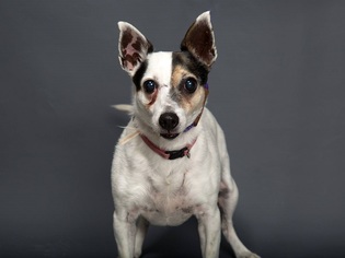Jack Russell Terrier Dogs for adoption in Franklin, TN, USA