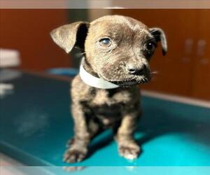 American Pit Bull Terrier-Unknown Mix Dogs for adoption in Rancho Cucamonga, CA, USA