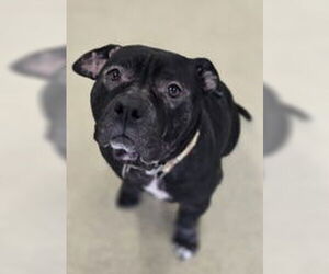 Mutt Dogs for adoption in Oskaloosa, IA, USA