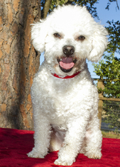 Small Bichon Frise Mix