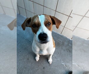 Pointer-Unknown Mix Dogs for adoption in Corpus Christi, TX, USA