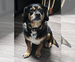 Schweenie Dogs for adoption in McKinney, TX, USA