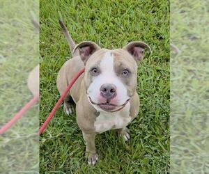 American Staffordshire Terrier Dogs for adoption in Fort Lauderdale, FL, USA