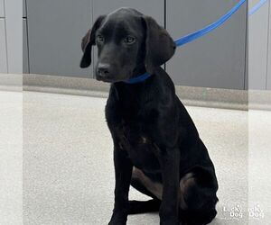 Labrador Retriever-Unknown Mix Dogs for adoption in Washington, DC, USA