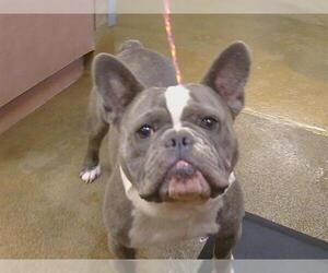 French Bulldog Dogs for adoption in Sacramento, CA, USA