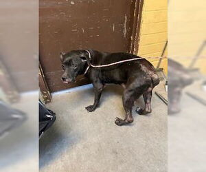 Boxer-Unknown Mix Dogs for adoption in Stockton, CA, USA