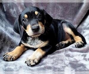 Black and Tan Coonhound-Redbone Coonhound Mix Dogs for adoption in Griffin, GA, USA