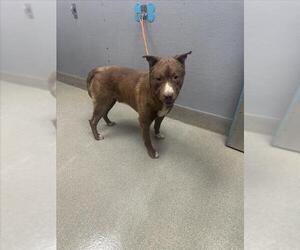 American Pit Bull Terrier-Unknown Mix Dogs for adoption in Las Vegas, NV, USA