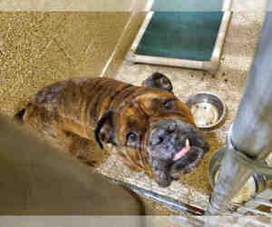 Bulldog Dogs for adoption in Georgetown, TX, USA