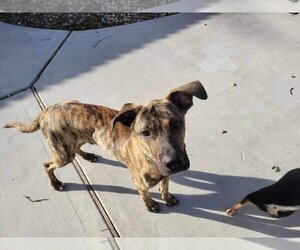 Boxer-Unknown Mix Dogs for adoption in Brewster, NY, USA