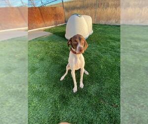 German Shorthaired Pointer Dogs for adoption in Lakewood, CO, USA