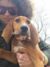 Redbone Coonhound Dogs for adoption in Glen Haven, WI, USA