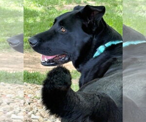Labrador Retriever-Unknown Mix Dogs for adoption in Aurora, CO, USA