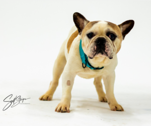 French Bulldog Dogs for adoption in Brooklyn Center, MN, USA