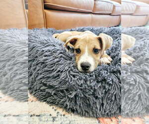 Cojack Dogs for adoption in Kannapolis, NC, USA