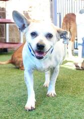 Mutt Dogs for adoption in Grass Valley, CA, USA