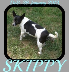 Rat Terrier Dogs for adoption in Sebec, ME, USA