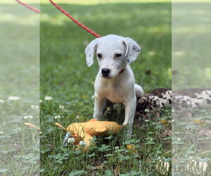 Mutt Dogs for adoption in Yardley, PA, USA