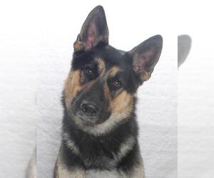 German Shepherd Dog Dogs for adoption in Burbank, CA, USA