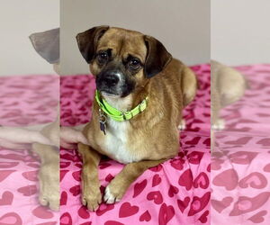 Puggle Dogs for adoption in Plainfield, IL, USA