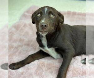 Labrador Retriever-Unknown Mix Dogs for adoption in Conroe, TX, USA
