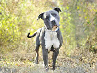 Medium Photo #1 American Bulldog Puppy For Sale in Tavares, FL, USA