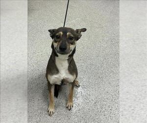 Australian Kelpie-Unknown Mix Dogs for adoption in Conroe, TX, USA