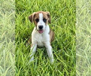 Boxer Dogs for adoption in Dumont, NJ, USA