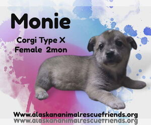 Mutt Dogs for adoption in Anchorage, AK, USA