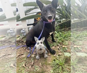 Medium Photo #3 Rat Terrier-Unknown Mix Puppy For Sale in Newport Beach, CA, USA