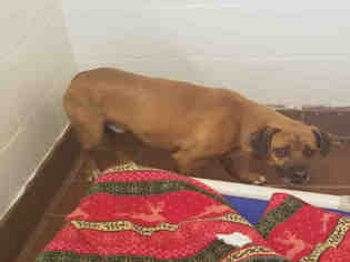 Mutt Dogs for adoption in Waynesville, NC, USA