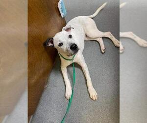 American Bulldog Dogs for adoption in Whitestone, NY, USA