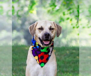 Labrador Retriever-Unknown Mix Dogs for adoption in Unionville, PA, USA
