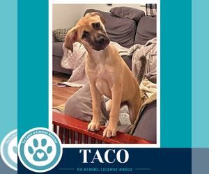Mutt Dogs for adoption in Kimberton, PA, USA